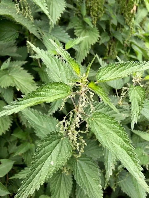 brandnetel mannelijke bloem