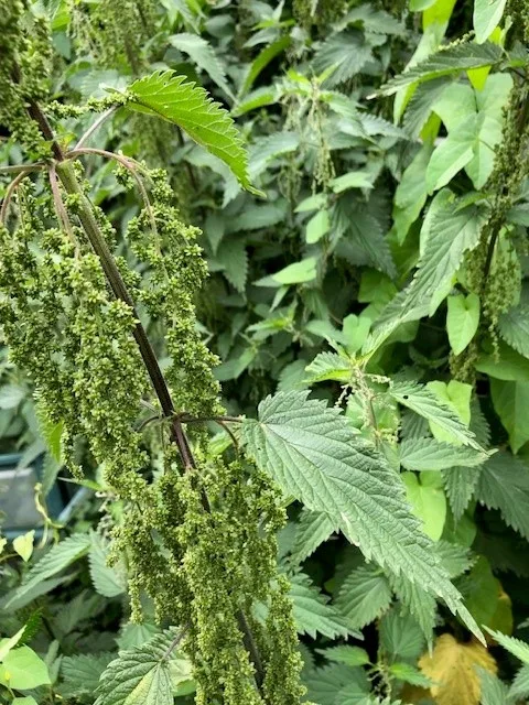 brandnetel vrouwelijke bloem